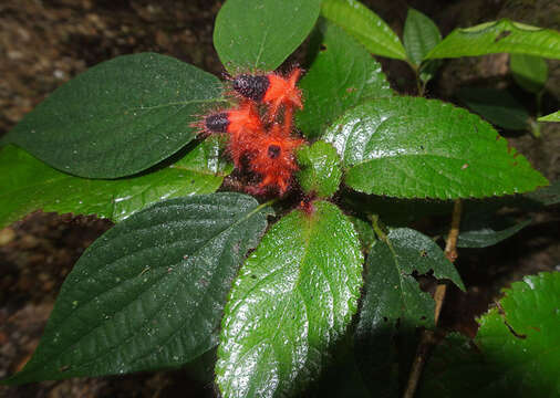 Image of Pearcea rhodotricha (Cuatrec.) L. P. Kvist & L. E. Skog