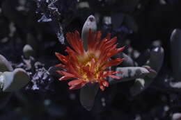 Image of Astridia longifolia (L. Bol.) L. Bol.