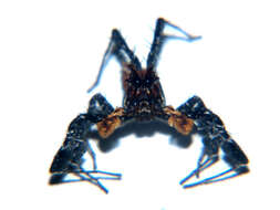 Image of Longleg Dandy Jumping Spider