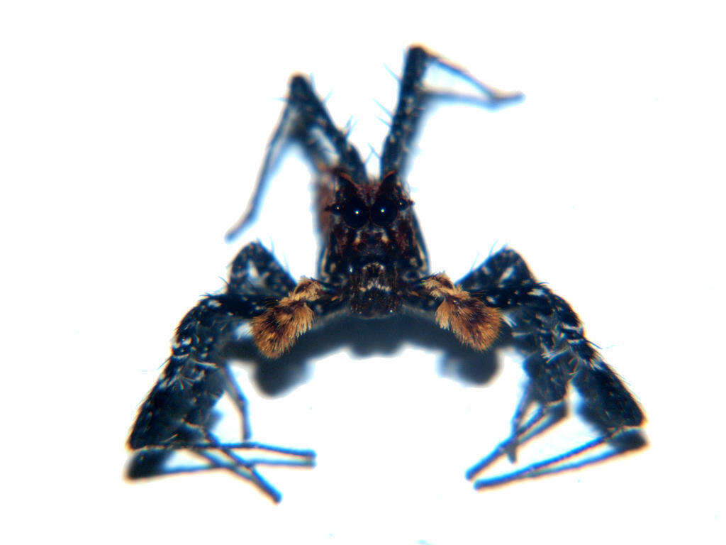 Image of Longleg Dandy Jumping Spider