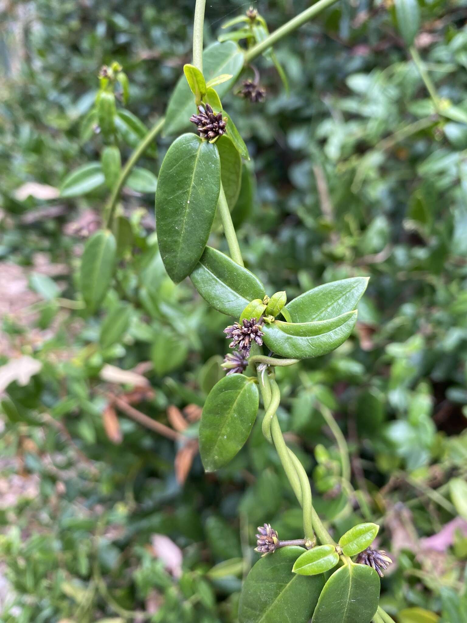 Diplolepis menziesii Schult. resmi