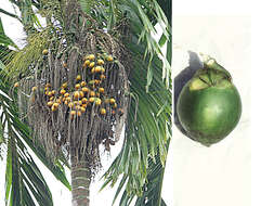 Image of betel palm