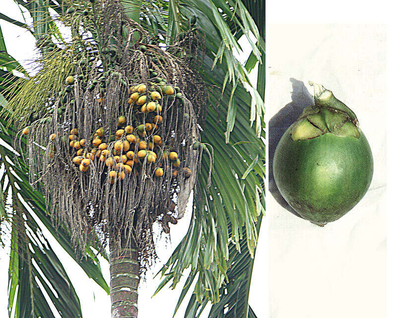 Image of betel palm