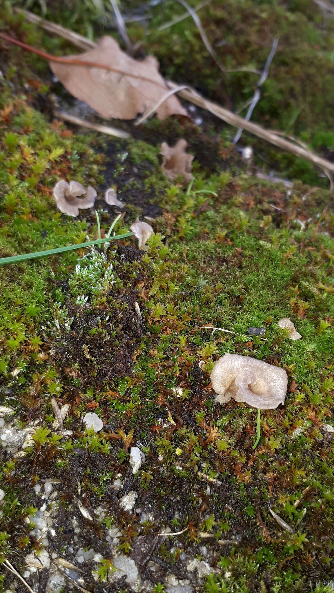 Image de Arrhenia spathulata (Fr.) Redhead 1984