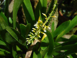 Imagem de Thelasis carinata Blume