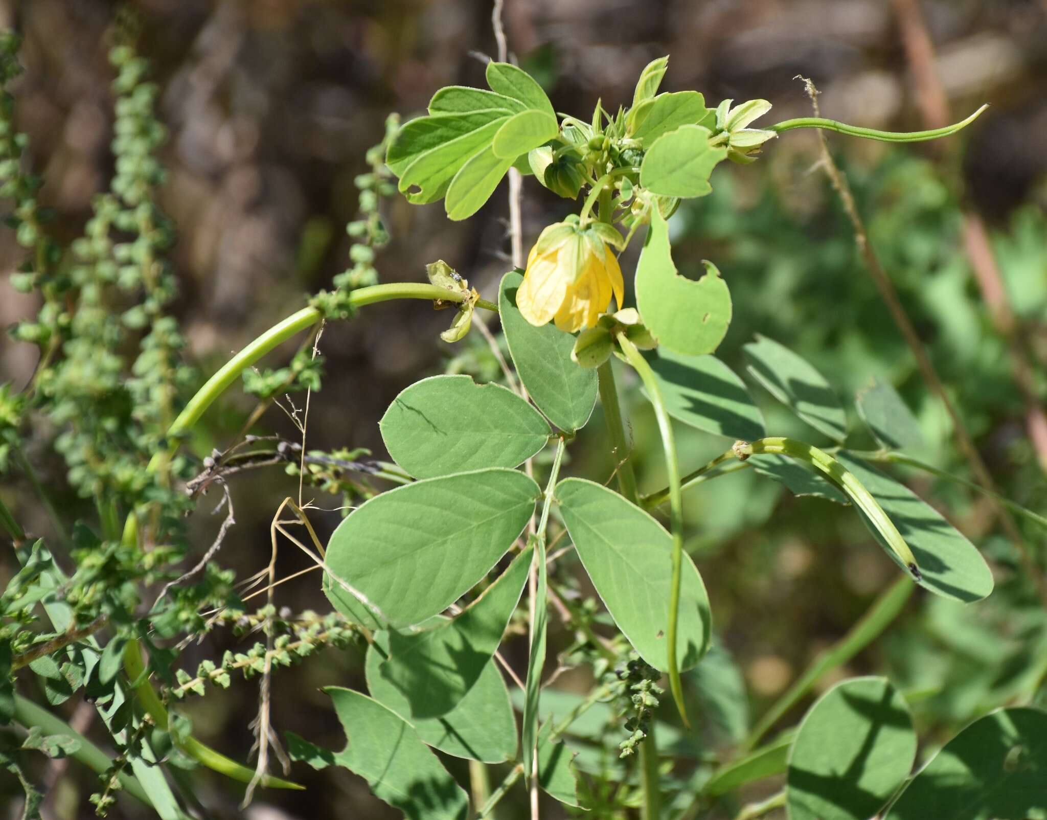 Image of Chinese senna