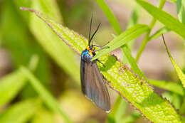 Image of Virginia Ctenucha