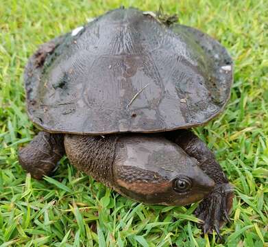 Imagem de Emydura victoriae (Gray 1842)