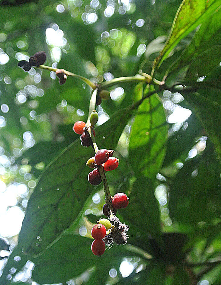 Image of Psychotria viridis Ruiz & Pav.