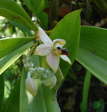 Image de Callostylis