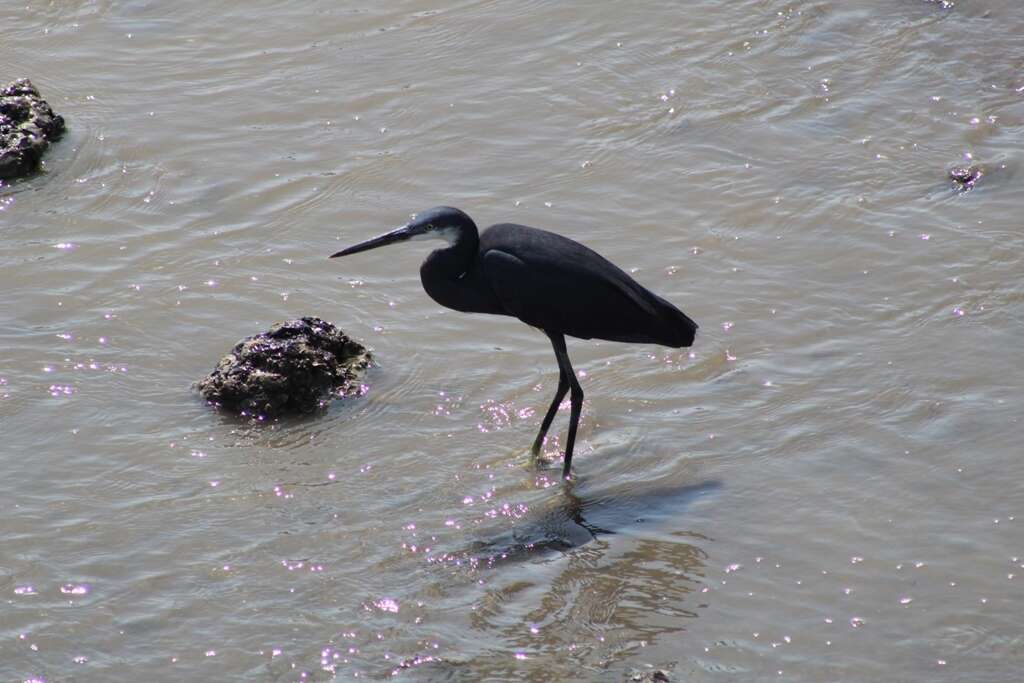 Image of Western Reef Heron