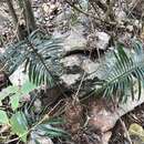 Imagem de Cycas pectinata Buch.-Ham.