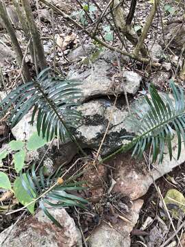 Image de Cycas pectinata Buch.-Ham.