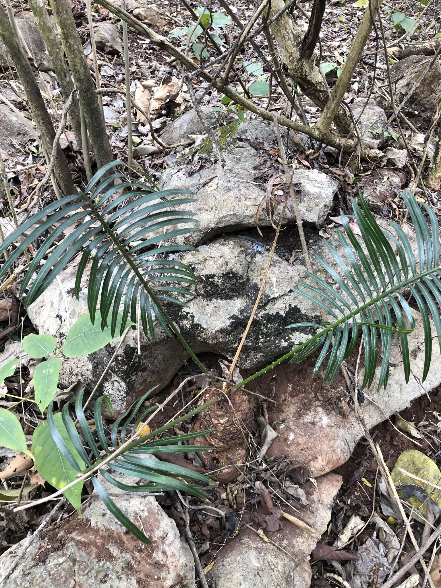 Image of Cycad