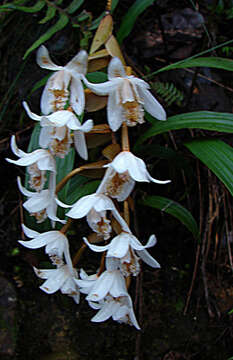 Image de Bracisepalum