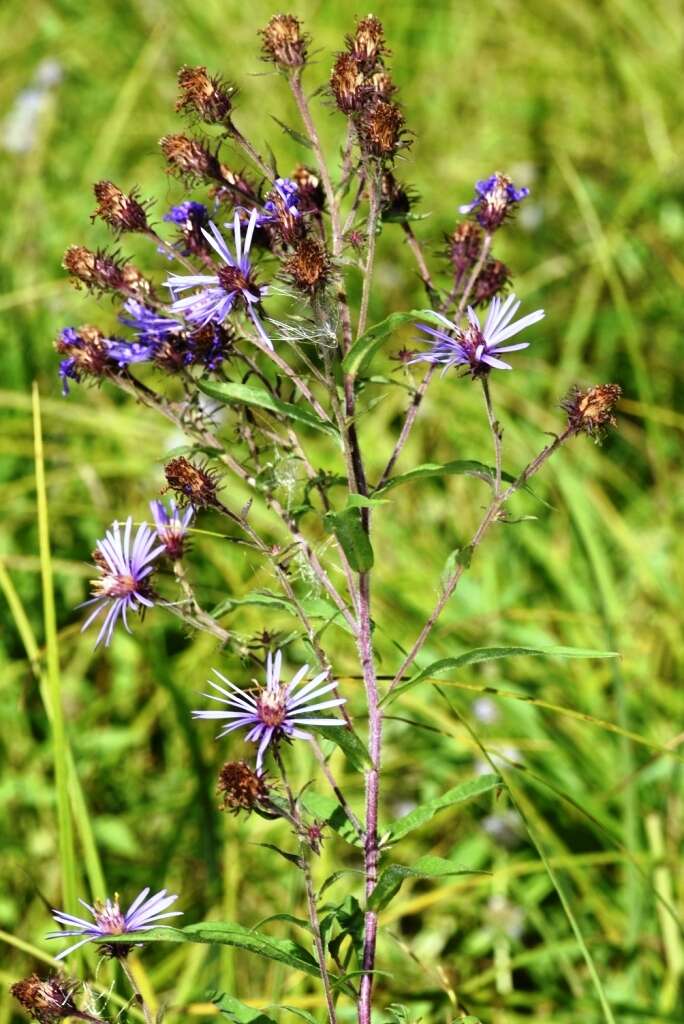 Image of mountain aster