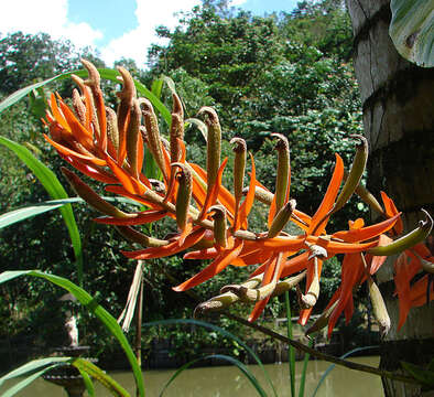 Image of Eria ornata (Blume) Lindl.