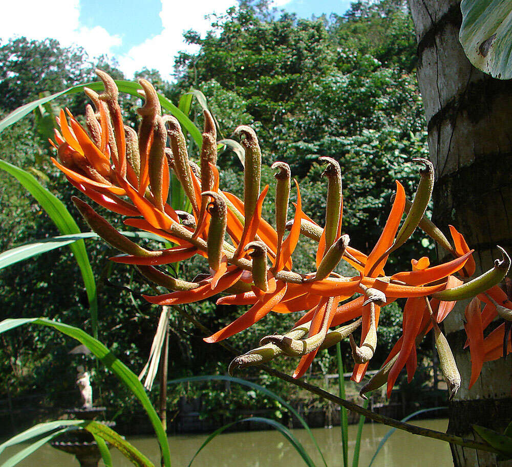 Image of Eria ornata (Blume) Lindl.