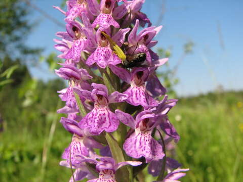 Image of Dactylorhiza majalis subsp. baltica (Klinge) H. Sund.