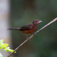 Image of Silver-beaked Tanager