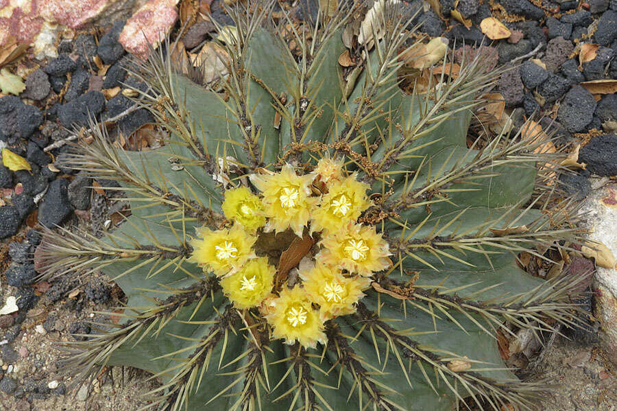 Ferocactus glaucescens (DC.) Britton & Rose resmi