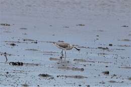 Image of Nordmann's Greenshank