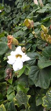 Image of Thunbergia grandiflora f. alba Leonard