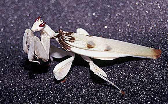 Image of Orchid mantis