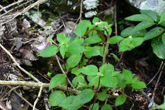 Image of Achimenes skinneri Lindl.