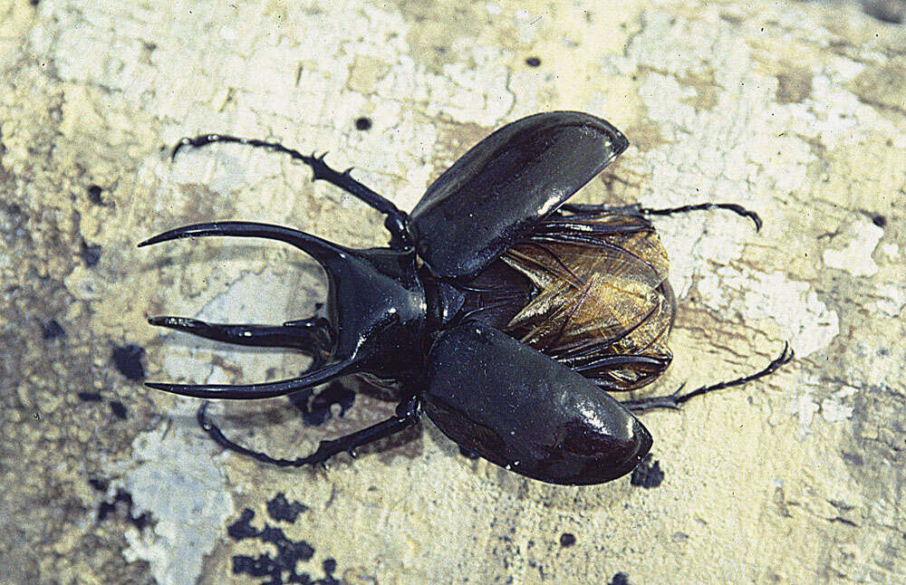 Image de Chalcosoma moellenkampi Kolbe 1900