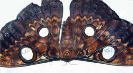 Image of Tussah moths