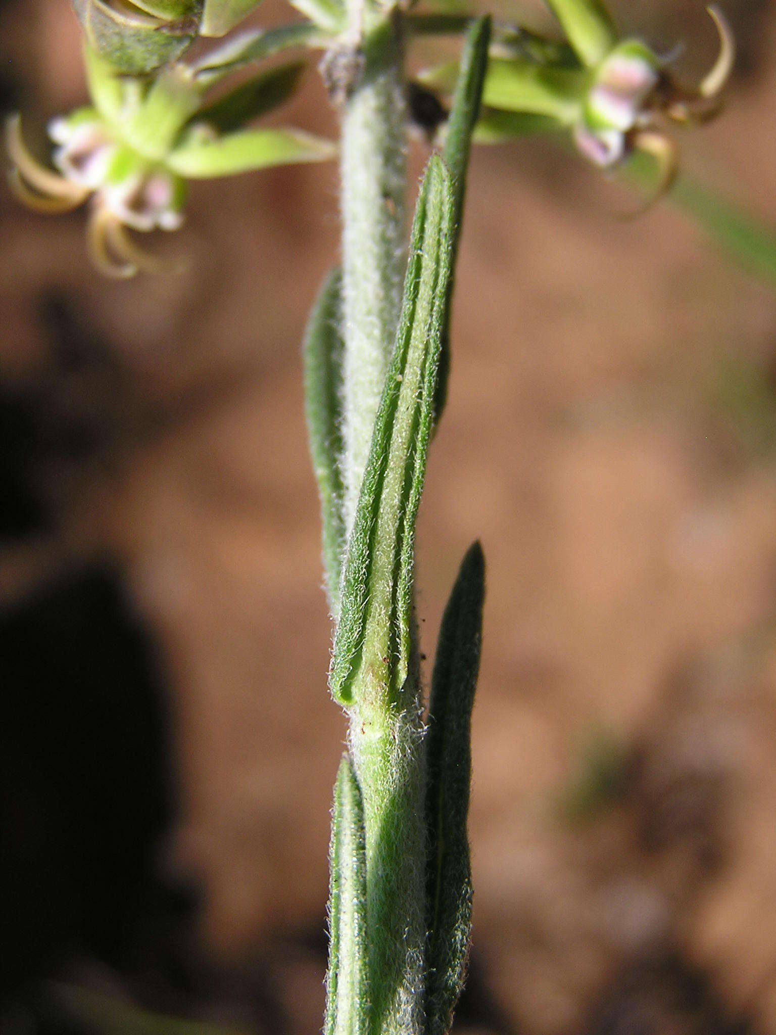 Image of Miraglossum pulchellum (Schltr.) F. K. Kupicha