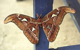 Image of atlas moth