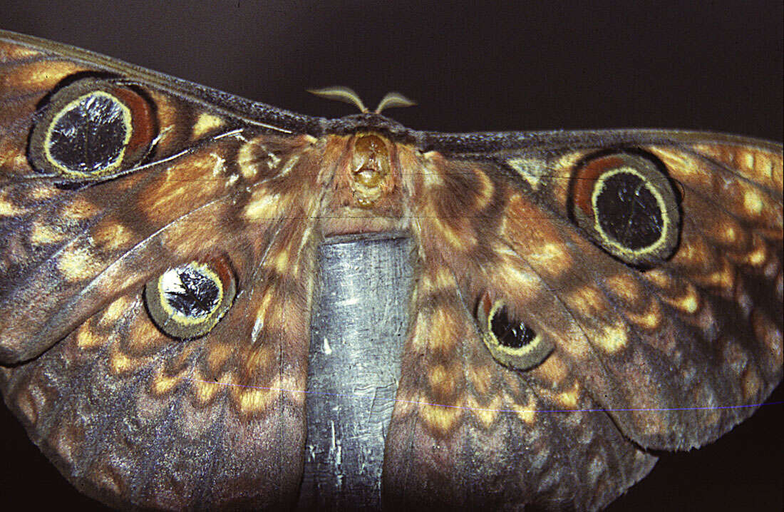 Image of Tussah moths