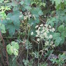 Sivun Dichoropetalum carvifolia (Vill.) Pimenov & Kljuykov kuva