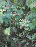 Imagem de Dichoropetalum carvifolia (Vill.) Pimenov & Kljuykov
