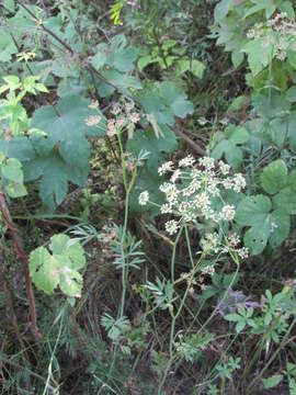Image of Dichoropetalum carvifolia (Vill.) Pimenov & Kljuykov