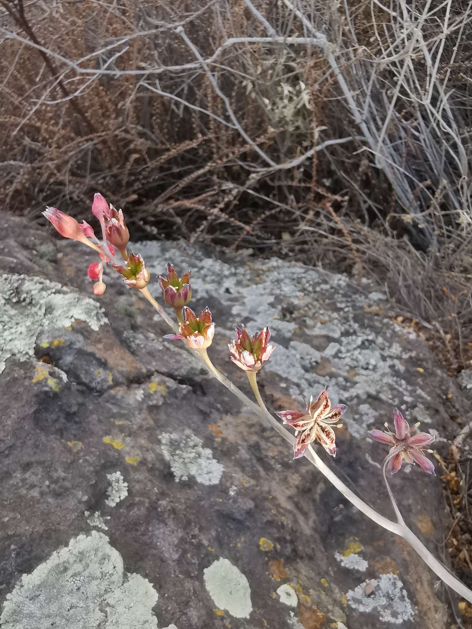 Image of Pachyphytum compactum Rose