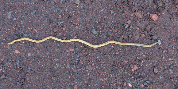 Image of Flatworm