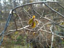 Image of Corylus sieboldiana var. mandshurica (Maxim.) C. K. Schneid.