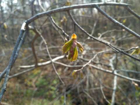 Image of Corylus sieboldiana Blume