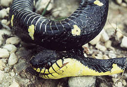 Image of Gold-ringed Cat snake