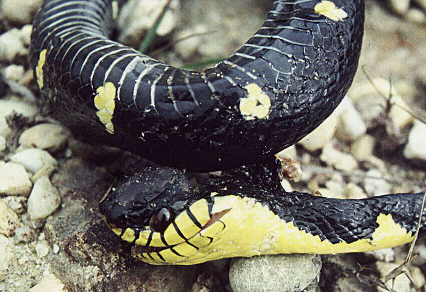 Image of Gold-ringed Cat snake