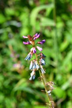 Image of Desmodium pringlei S. Watson