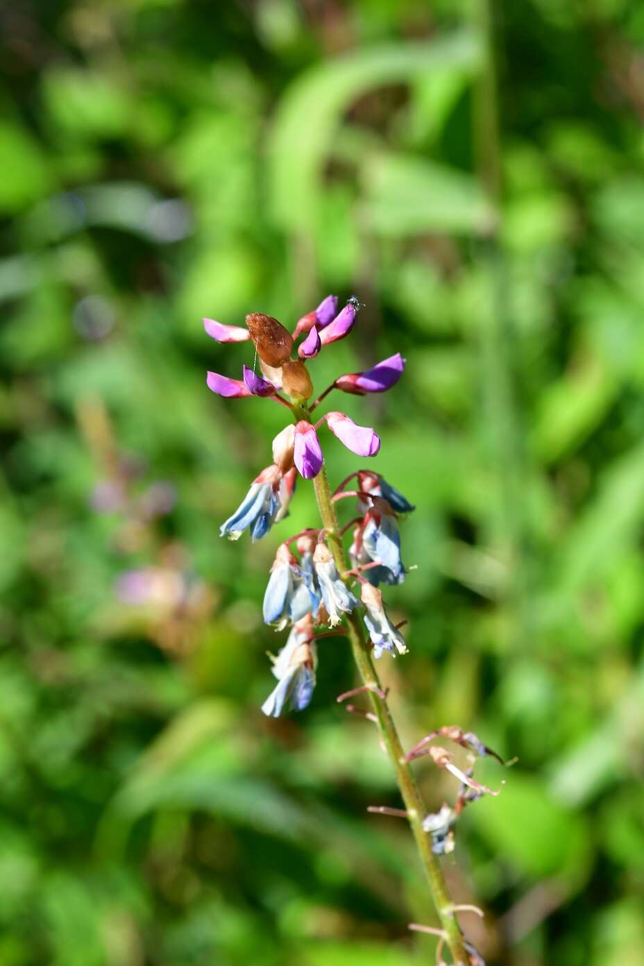 Plancia ëd Desmodium pringlei S. Watson