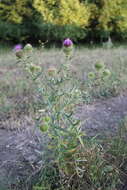 Слика од Cirsium ciliatum (Murray) Moench