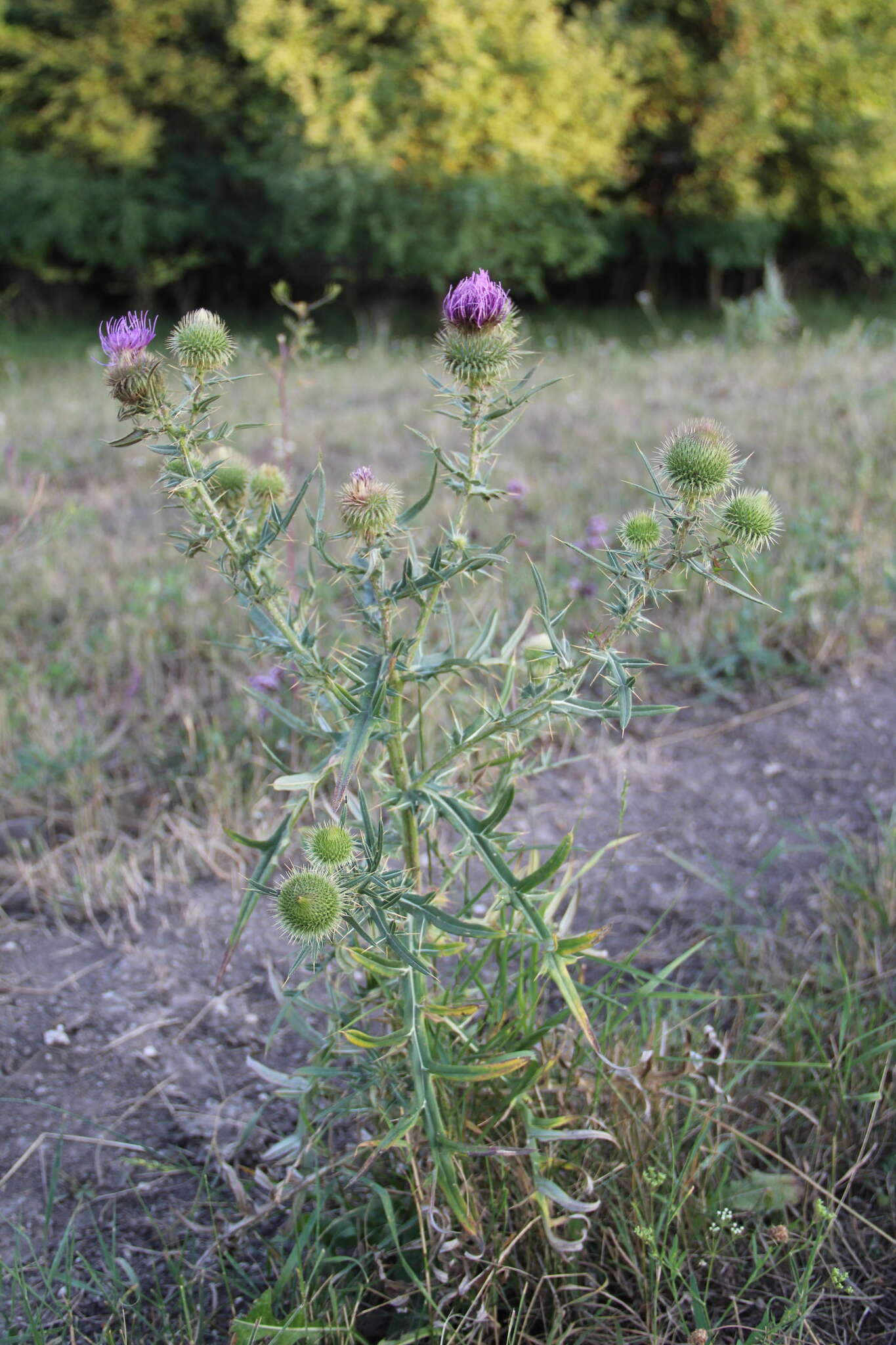 Слика од Cirsium ciliatum (Murray) Moench