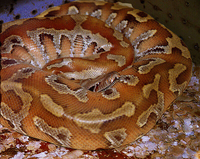 Image of Bornean Short-tailed Python