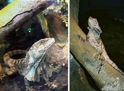 Image of Frilled Lizard