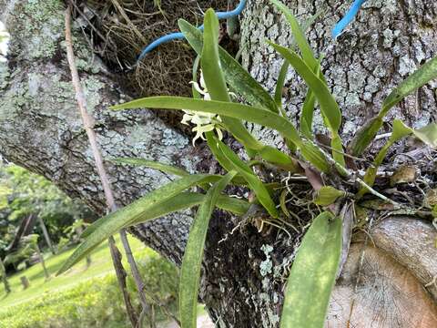 Image of Prosthechea aemula (Lindl.) W. E. Higgins